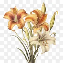 复古百合-百合花