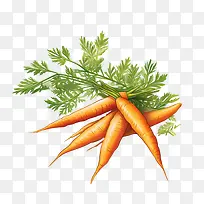 胡萝卜——健康食品