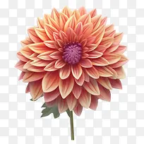 大丽花花-大丽花花