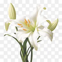百合-百合3d百合白百合花园