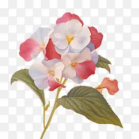 凤仙花-凤仙花平凤仙花粉红色红色白色