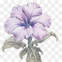 矮牵牛花-白色背景