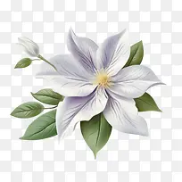 铁线莲花-白花