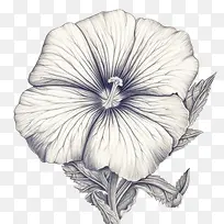 矮牵牛花-矮牵牛花花植物白色黑色和白色