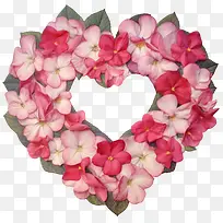凤仙花-花心
