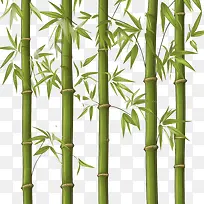 竹子-竹子竹子绿色植物树木