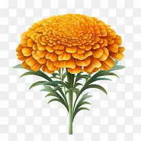 万寿菊花-万寿菊花