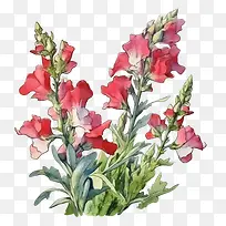 金鱼草-金鱼草金鱼草花红色花朵水彩画花卉插画