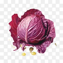红甘蓝-红甘蓝红甘蓝叶类蔬菜生蔬菜多彩食品