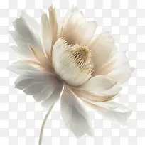 花-花白色花瓣精致