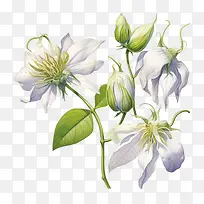 铁线莲花-铁线莲花白花铁线莲植物开花