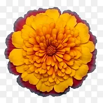 万寿菊花-万寿菊花
