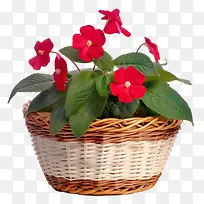 凤仙花-凤仙花花篮红色花朵天竺葵容器