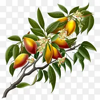 芒果枝-芒果树