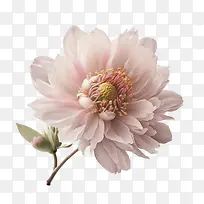 花-粉红色的花
