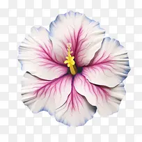 矮牵牛花-粉红色的花
