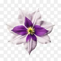 铁线莲花-铁线莲花紫色花白色花瓣