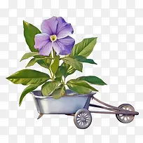 长春花-长春花盆栽独轮车紫色花朵绿叶