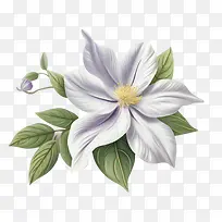 铁线莲花-铁线莲花白色铁线莲花瓣