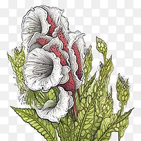 毛地黄花-花图