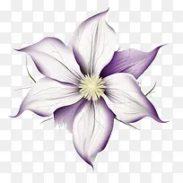铁线莲花-铁线莲花紫色花铁线莲绽放