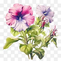 矮牵牛花-矮牵牛花粉色紫色花朵矮牵牛