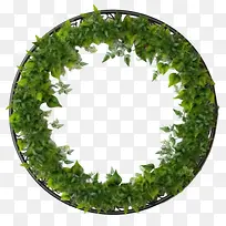 绿色爬行物框架-植物框架