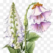 毛地黄花-毛地黄花粉红色的花朵紫色的花朵野花开花植物
