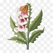 毛地黄花-花茎