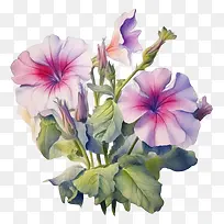 矮牵牛花-园林花卉