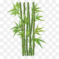 竹子-竹子竹子高大的绿色茎