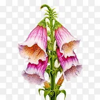 毛地黄花-毛地黄花粉红色紫色花卉花朵