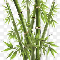 竹子-竹子竹子植物绿色天然
