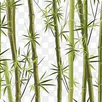 竹子-竹子竹子绿色棍子手杖