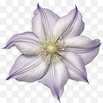 铁线莲花-铁线莲花紫色花白色花瓣