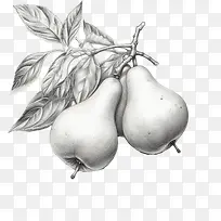 梨果-梨果梨梨果枝