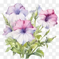 矮牵牛花-矮牵牛花鲜花水彩花束粉红色
