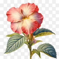 凤仙花-粉红色的花