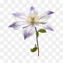 铁线莲花-铁线莲花紫色白色花雄蕊