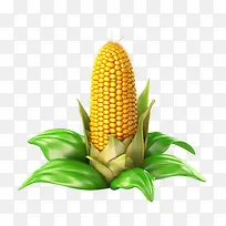 玉米-玉米玉米芯植物蔬菜
