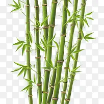 竹子-竹子竹子植物茎叶