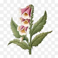 毛地黄花-毛地黄花花朵粉红色白色花瓣
