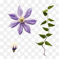 铁线莲花-花茎