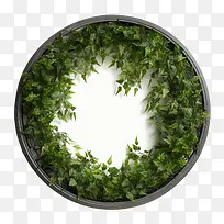 绿色爬行物框架-植物框架