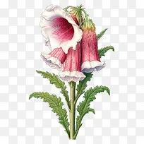 毛地黄花-粉红色的花