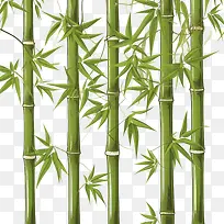 竹子-竹子竹子绿色竹子植物竹叶