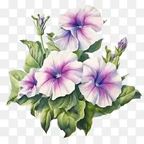 矮牵牛花-矮牵牛花