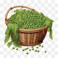 绿豌豆-绿豌豆豌豆篮蔬菜花园