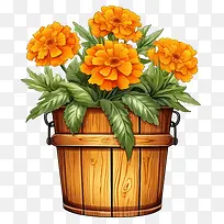万寿菊花-万寿菊花