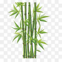 竹子-竹子竹子绿色的茎植物